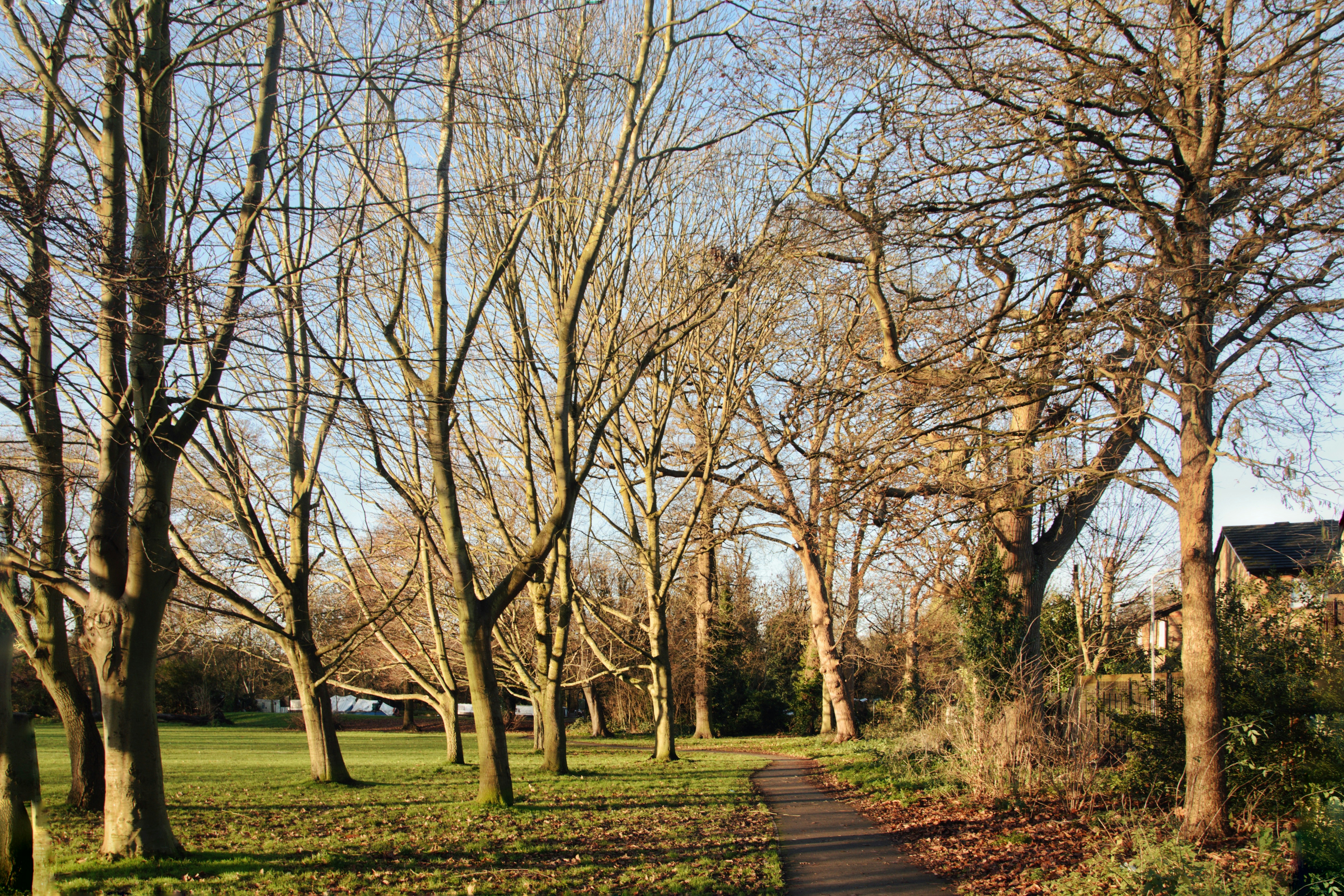 leafless trees on green grass field during daytime