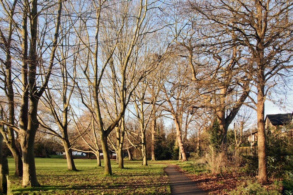 leafless trees on green grass field during daytime