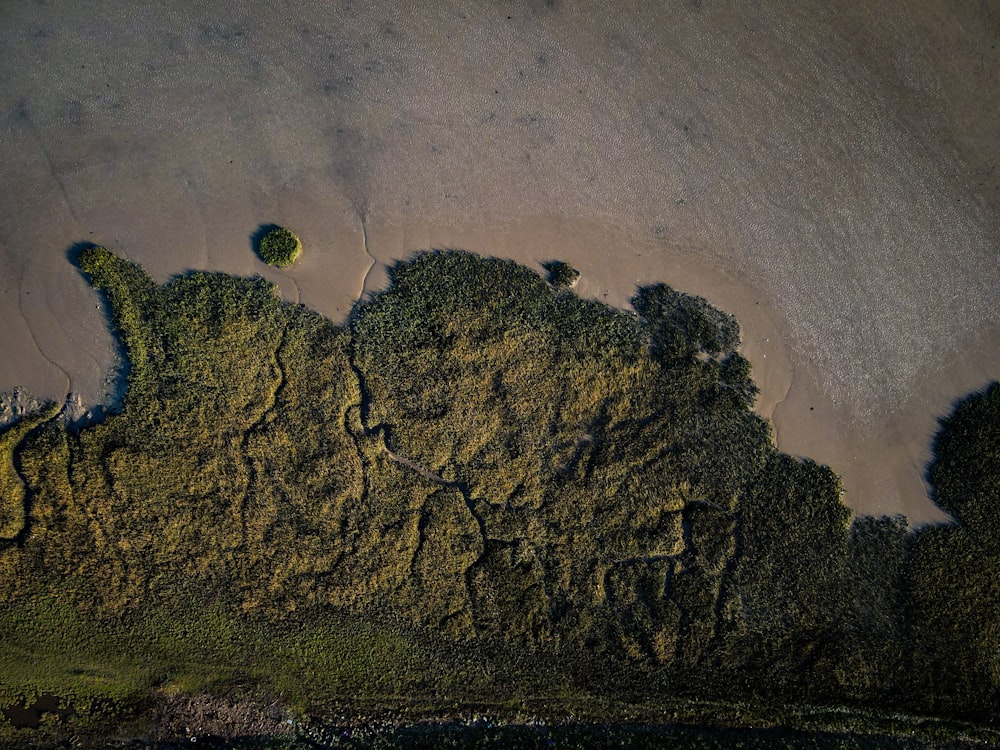 green trees on gray sand