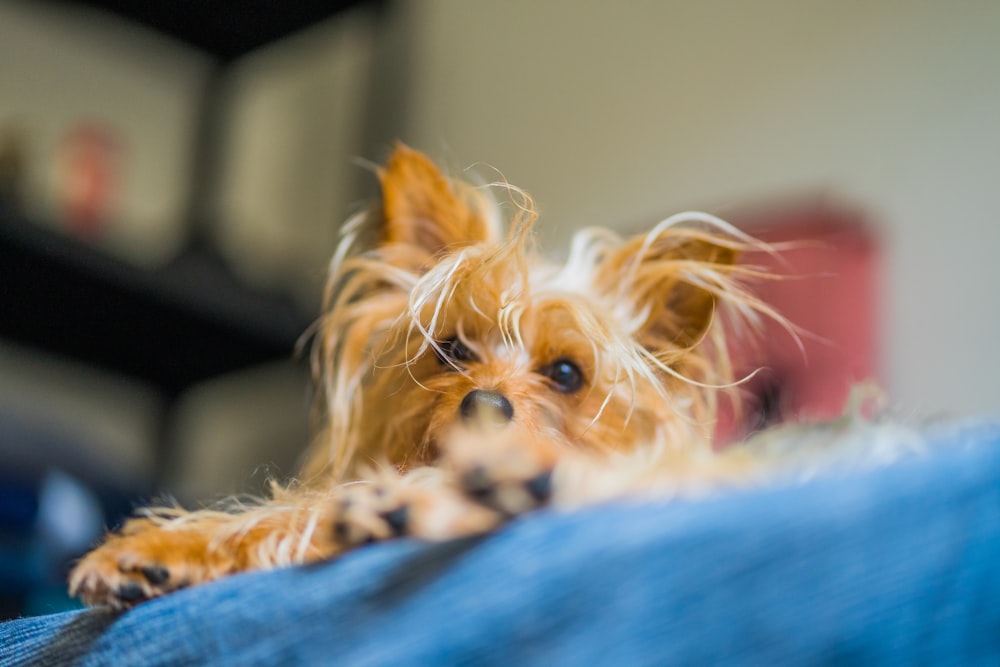 a small brown dog laying on top of a blue couch