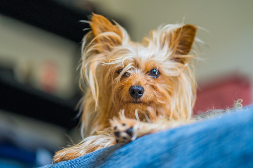 a small brown dog sitting on top of a blue couch