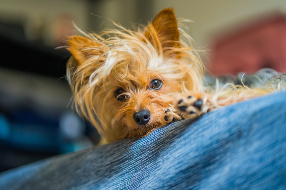 a small brown dog laying on top of a couch