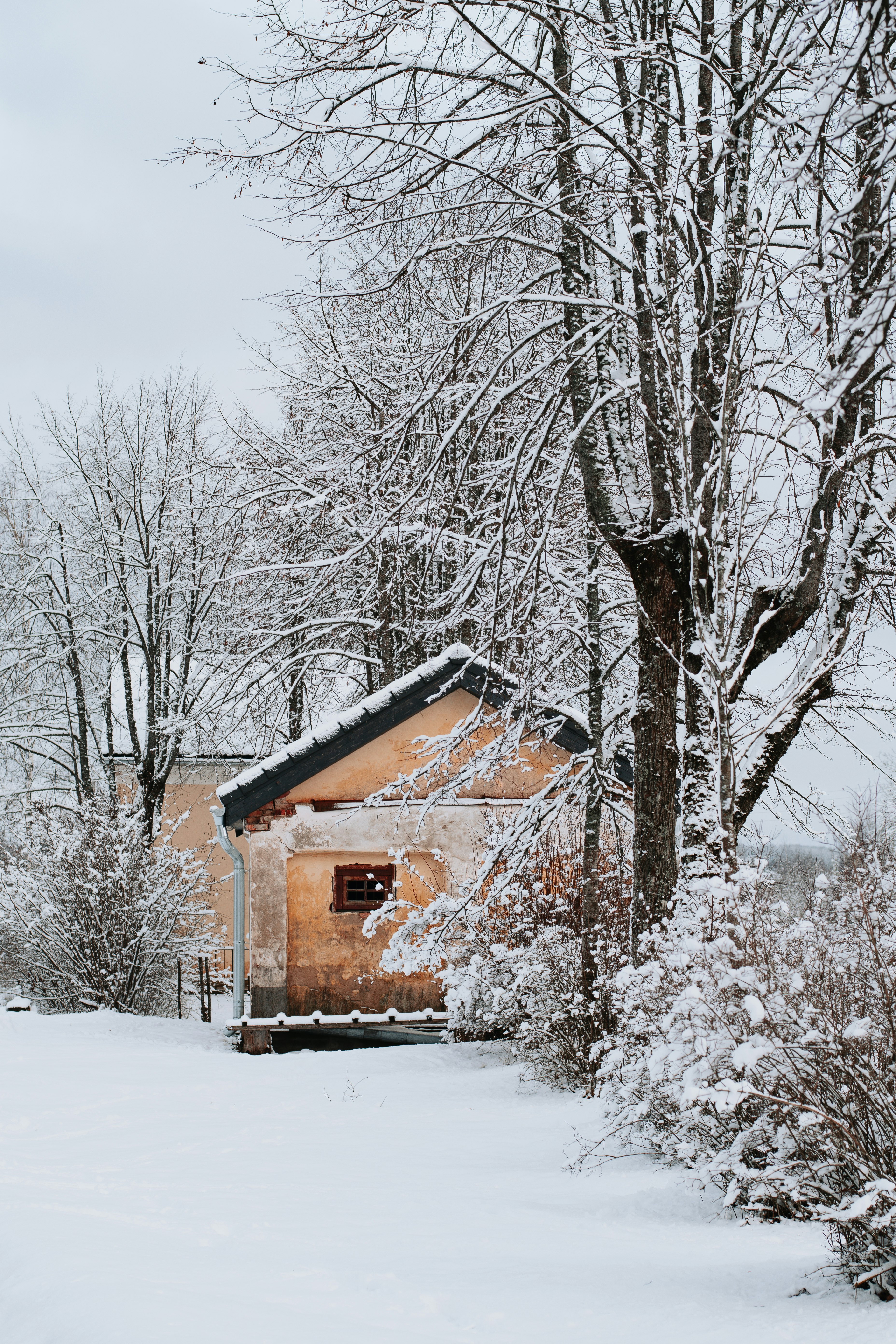 brown wooden house near bare trees during daytime