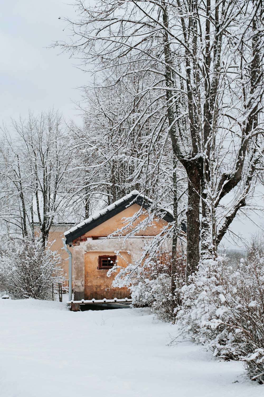 Braunes Holzhaus in der Nähe von kahlen Bäumen tagsüber