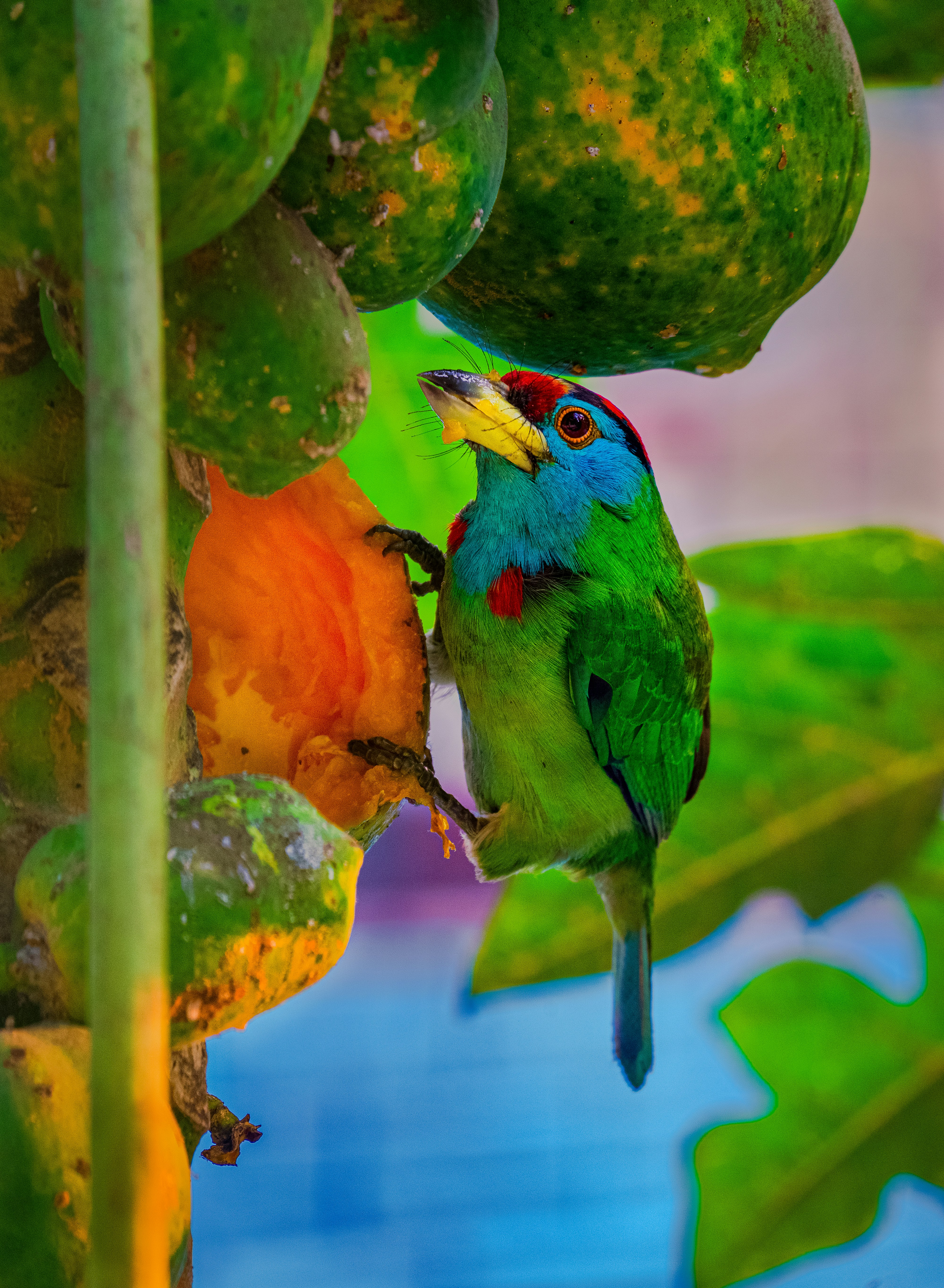 oiseau vert et orange sur fruits verts