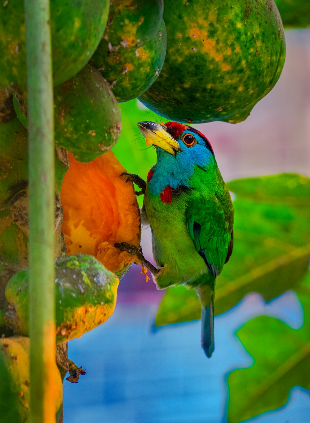 pájaro verde y naranja en fruta verde