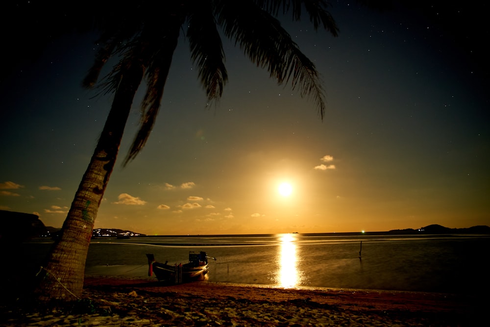 silhouette of palm tree near body of water during sunset