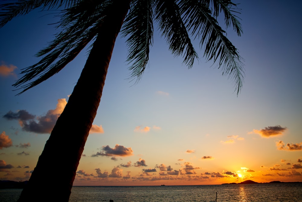 Palme in der Nähe des Meeres während des Sonnenuntergangs