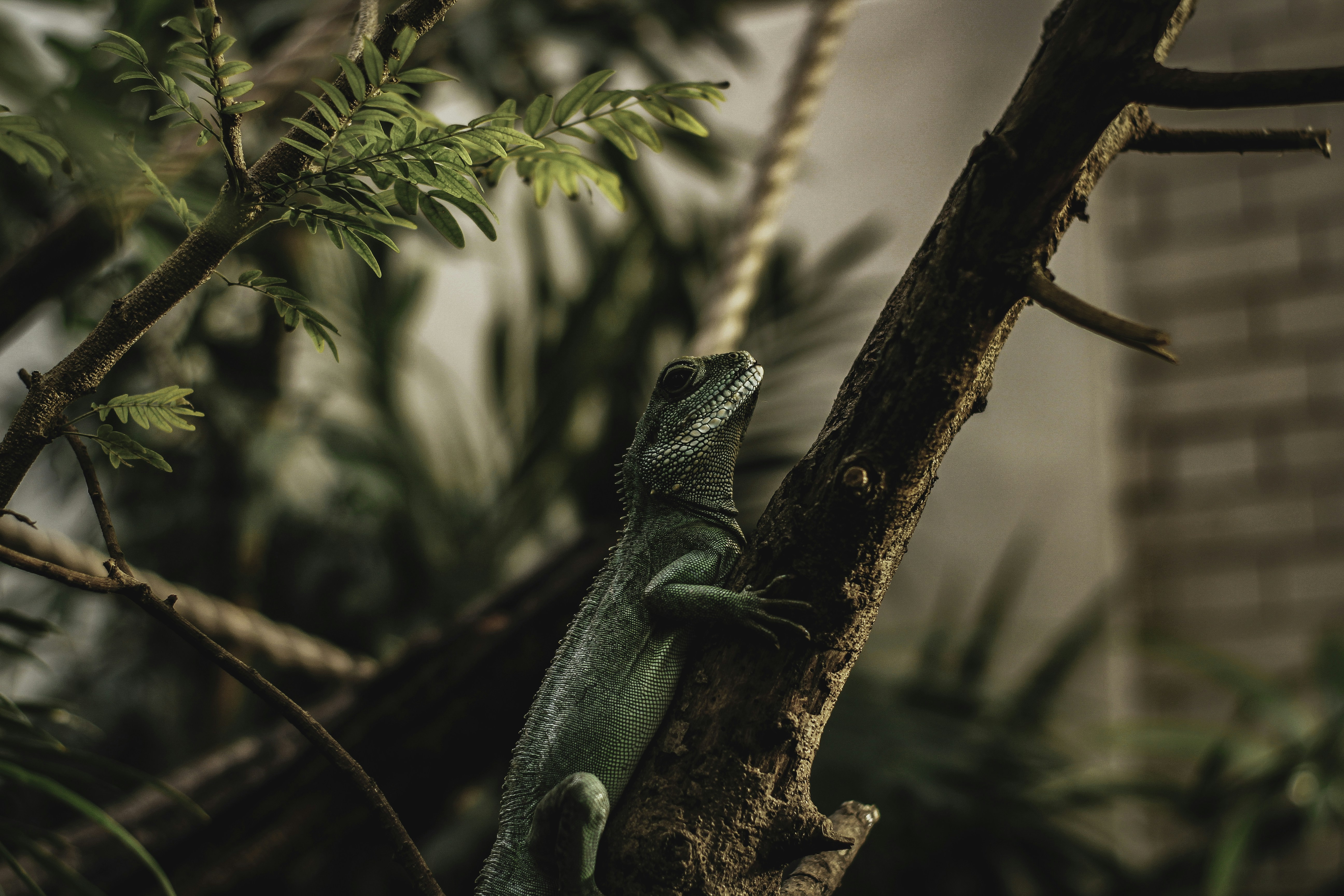 Lagarto verde en la rama marrón del árbol durante el día