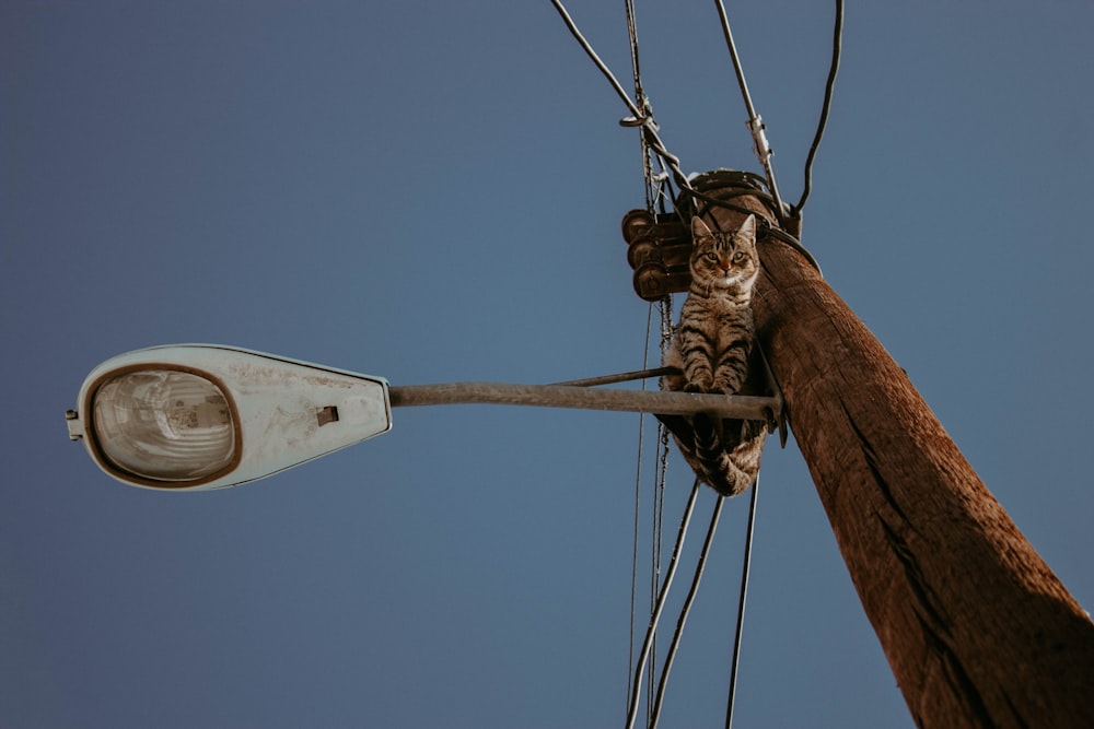 brown wooden post with white and black power cable