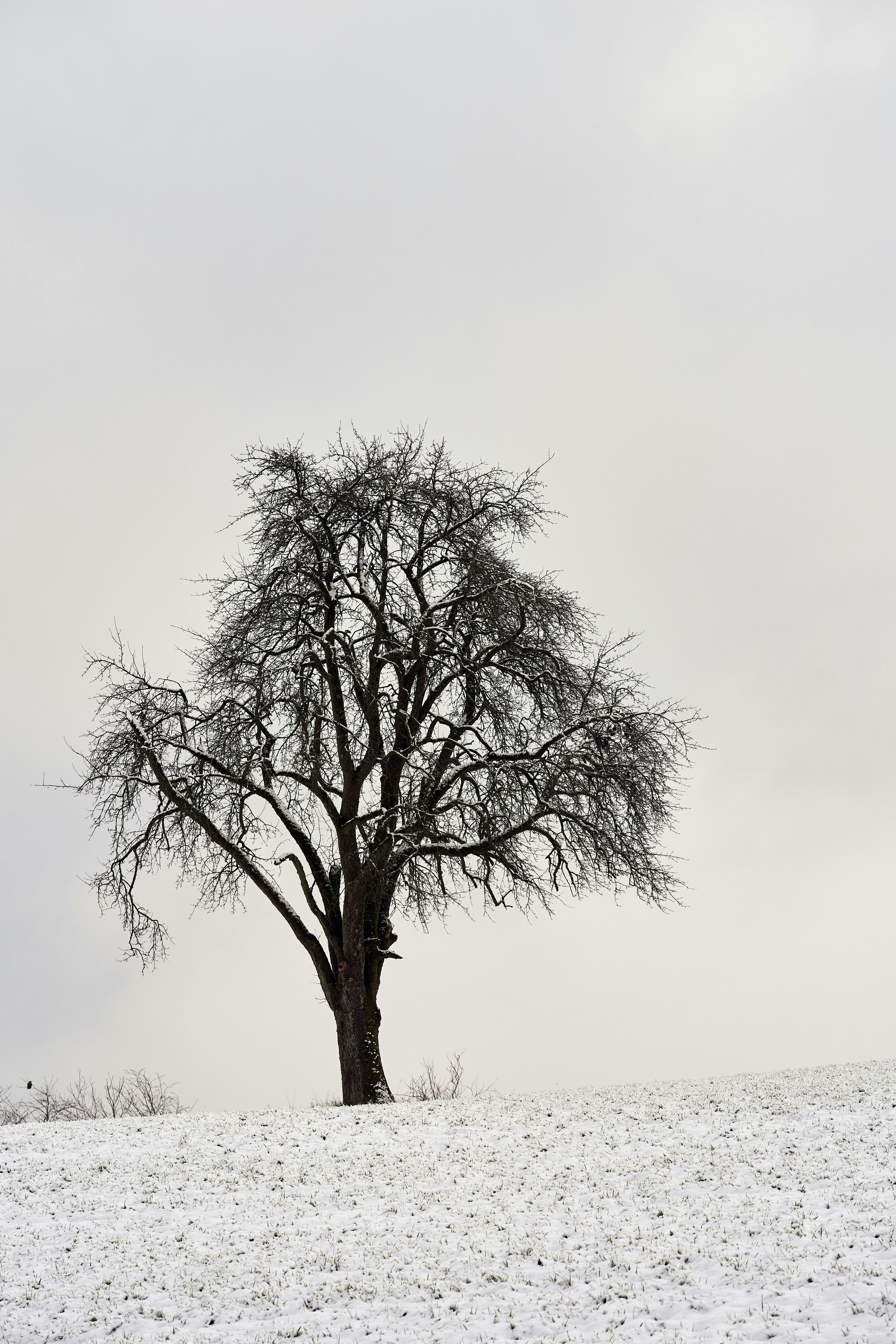 Une photo en noir et blanc d'un arbre dans la neige photo – Image gratuite  de Neige sur Unsplash, image size:3000x4500