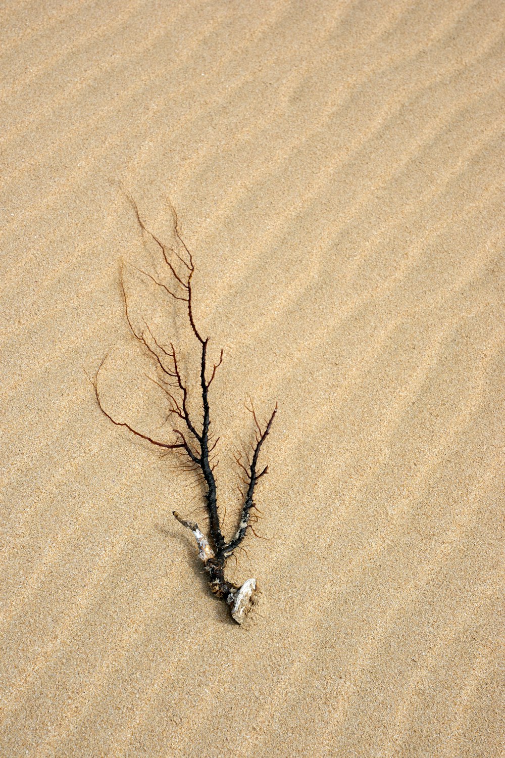 brauner blattloser Baum auf braunem Sand