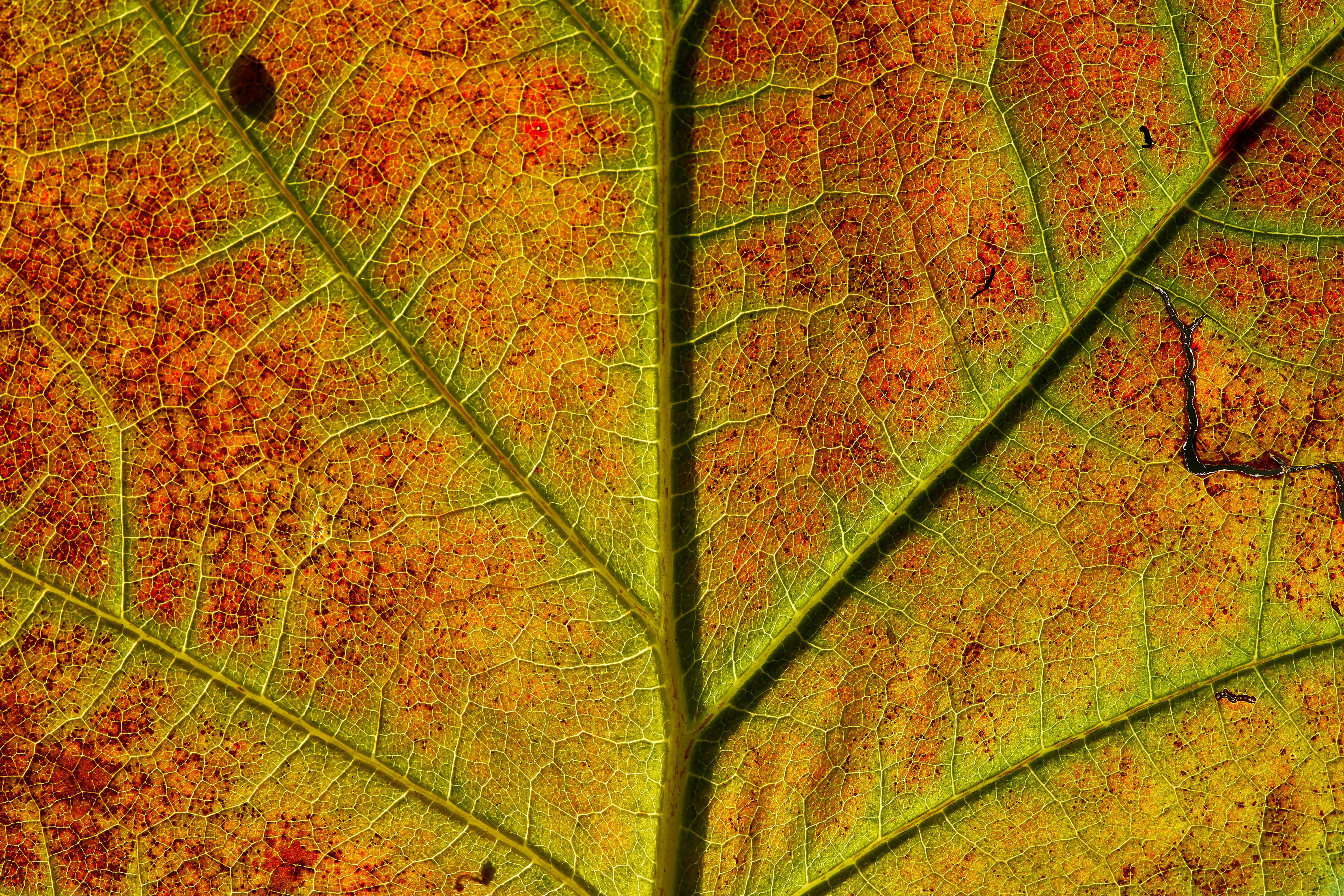 Photo by wolfgang_hasselmann