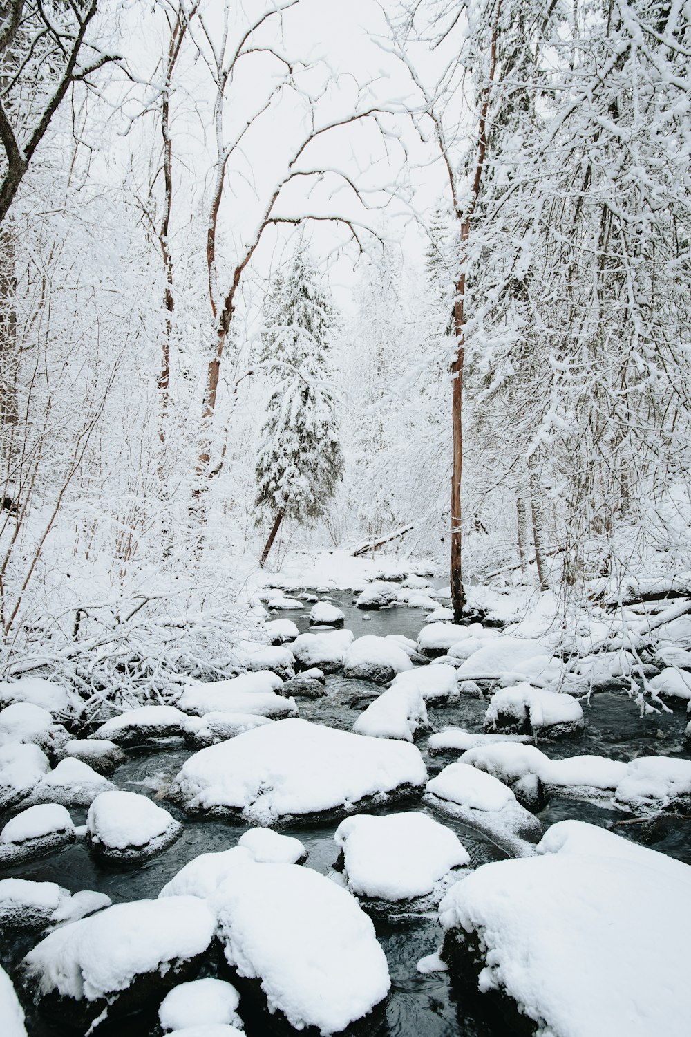 snow covered trees during daytime