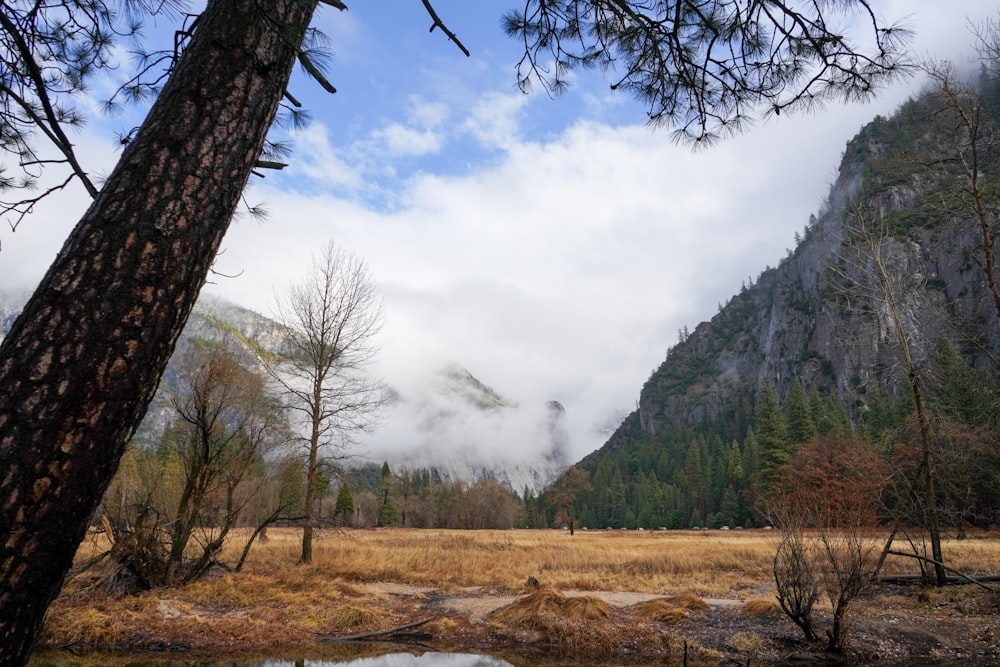 bare tree on brown grass field near mountain under white clouds and blue sky during daytime