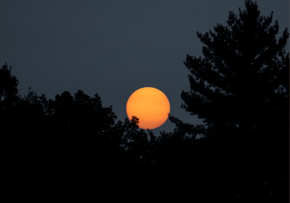 silhouette of trees during sunset