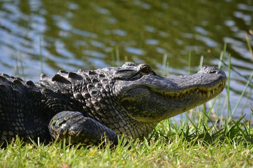 crocodile on green grass near body of water during daytime