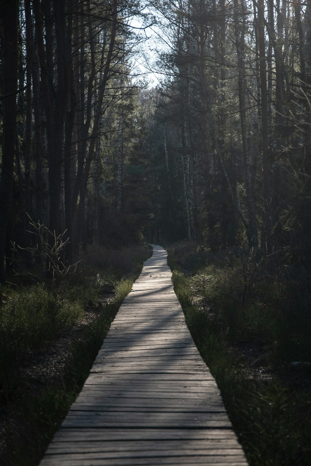 brown wooden pathway between green trees during daytime