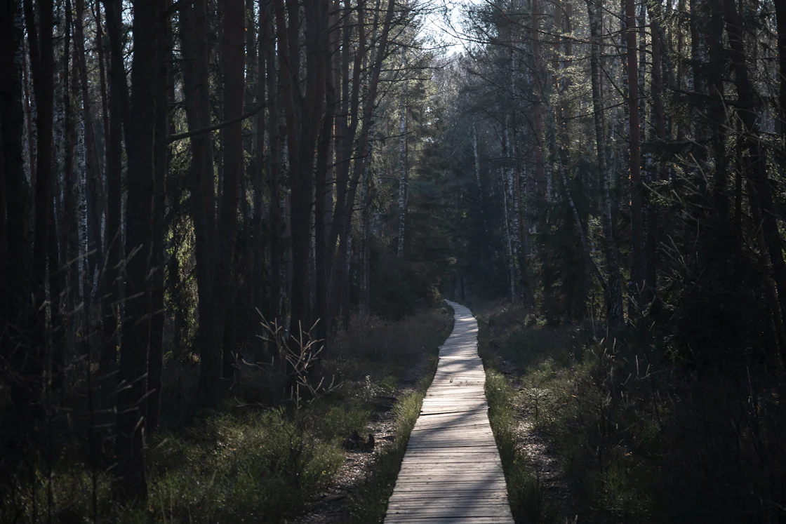 A weathered wooden pathway winds through a sun-dappled forest, light filtering through the canopy onto the well-trodden boards