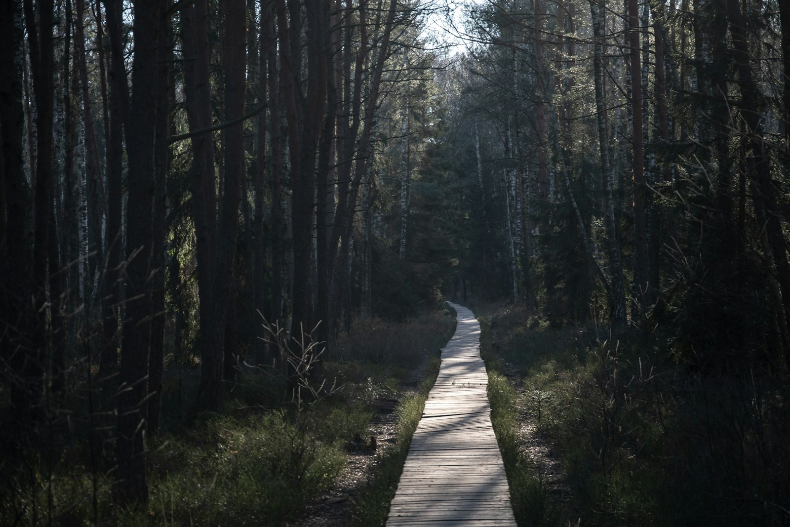 A weathered wooden pathway winds through a sun-dappled forest, light filtering through the canopy onto the well-trodden boards