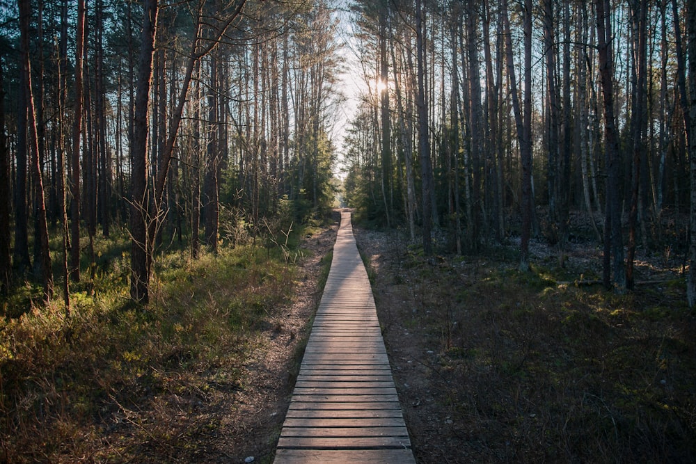 brown wooden pathway between trees during daytime