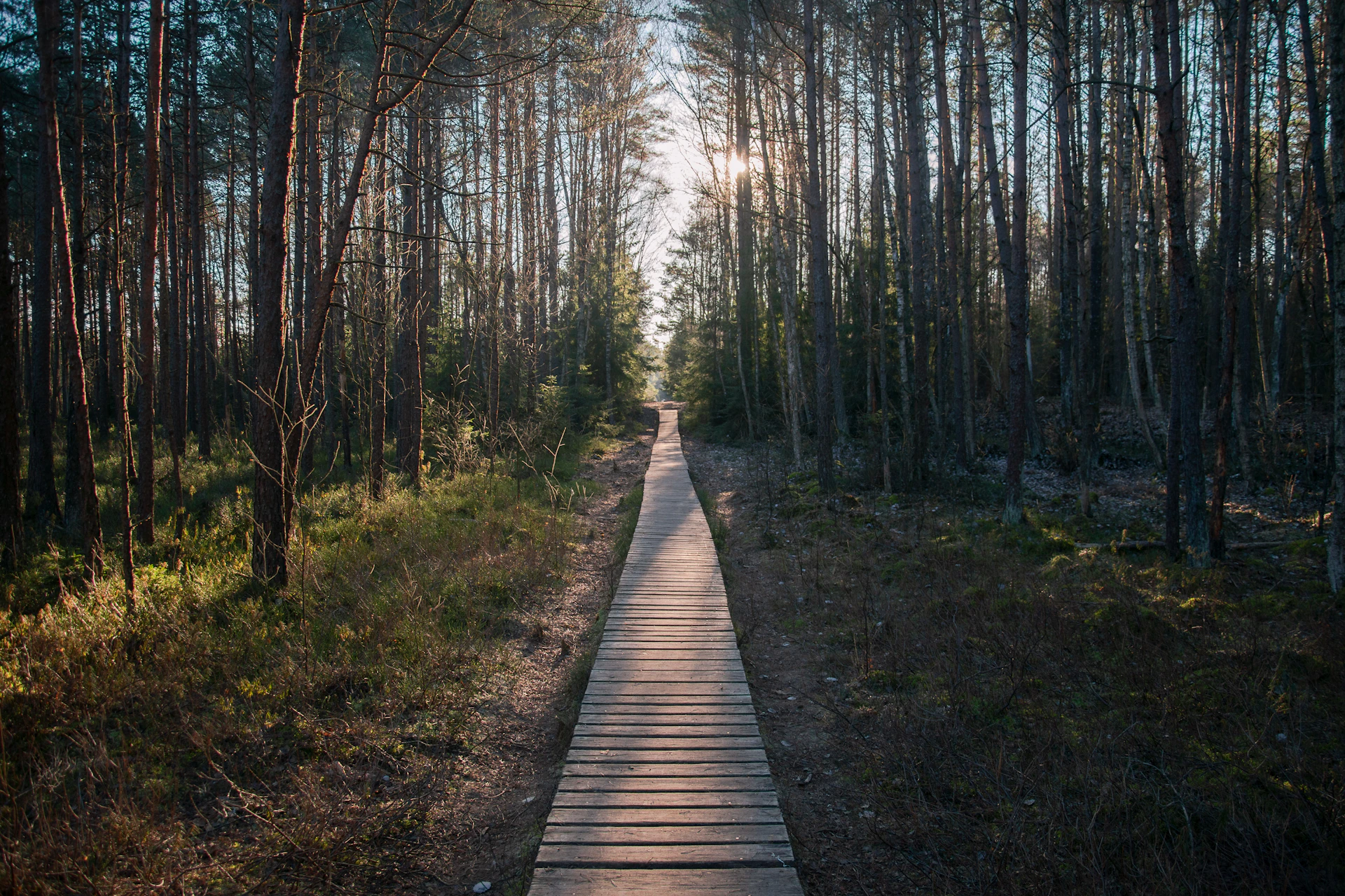 brown wooden pathway between trees during daytime