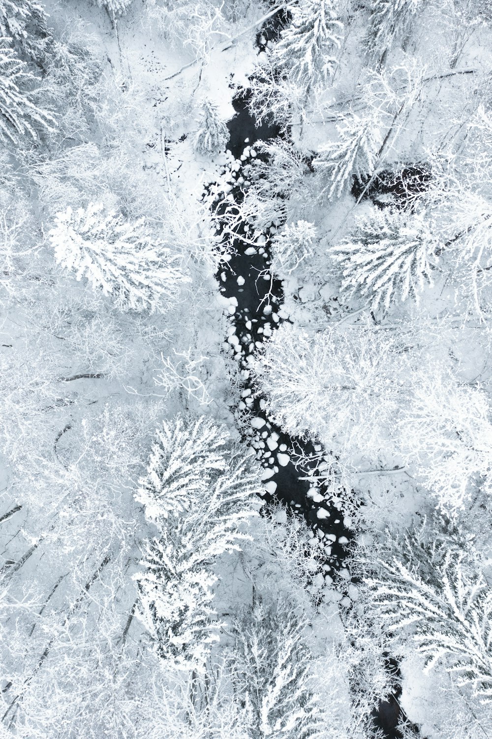 snow covered pine tree during daytime