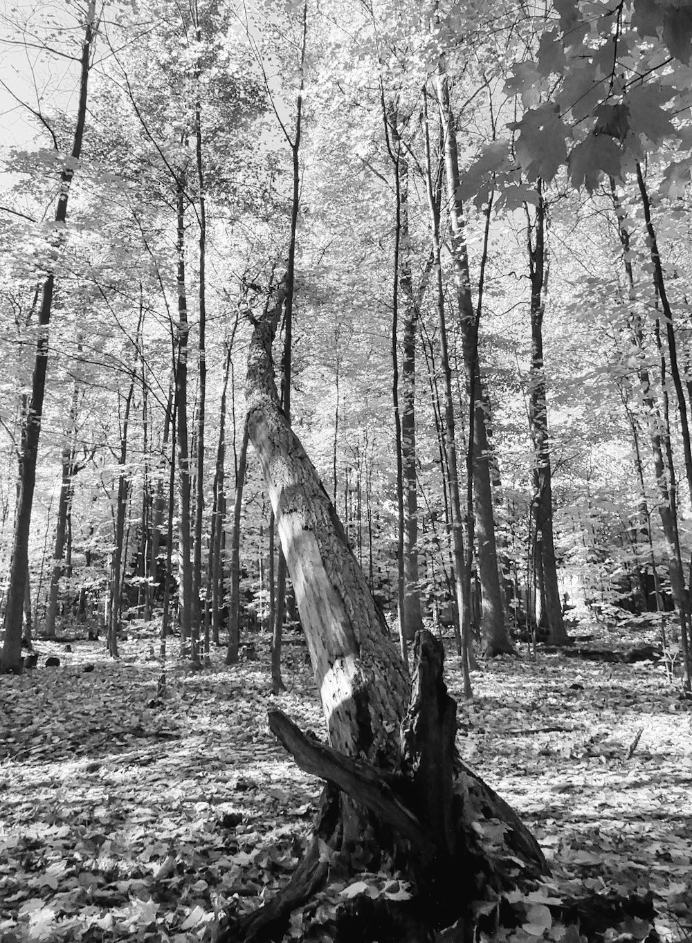 grayscale photo of trees on forest