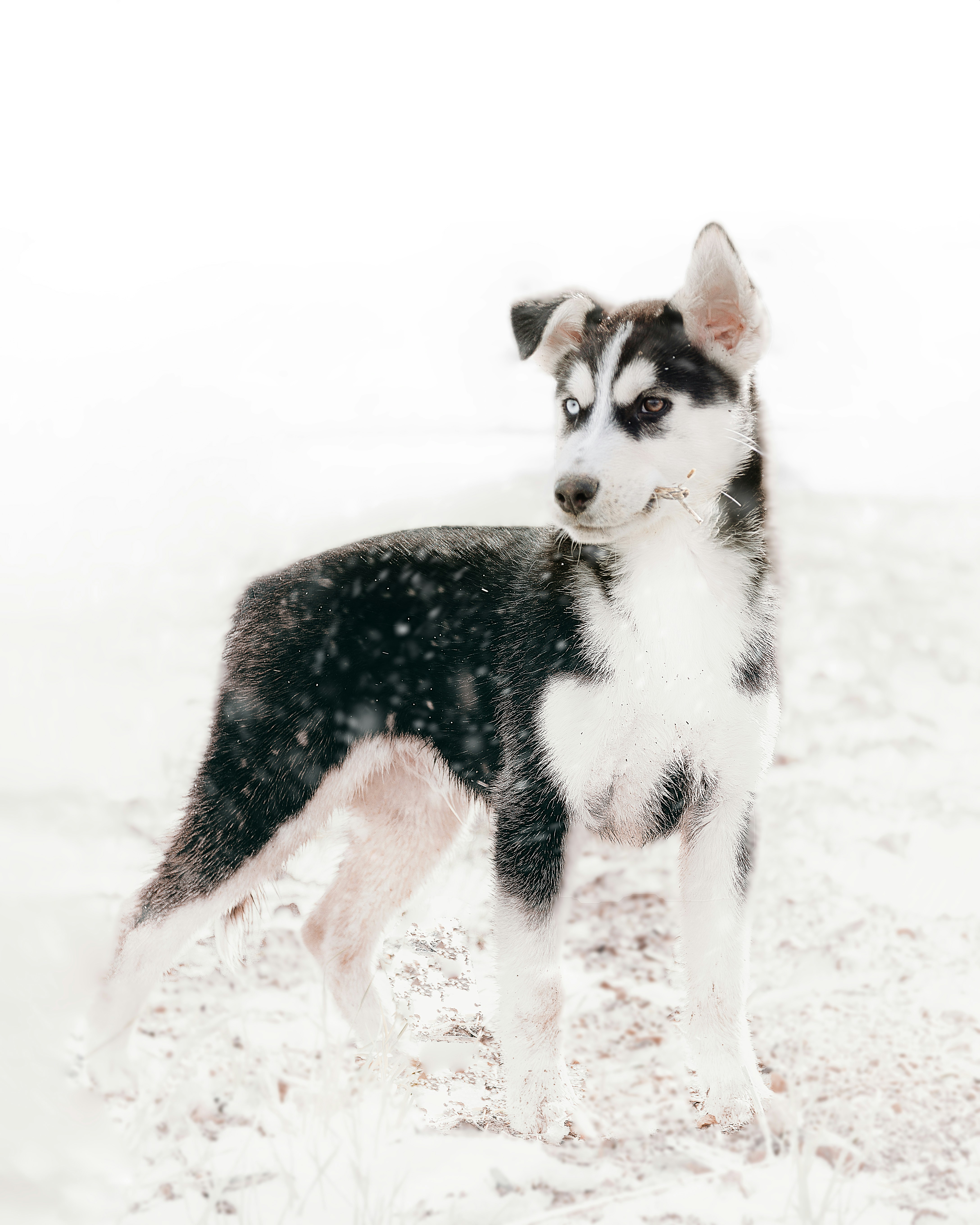 black and white siberian husky puppy on snow covered ground