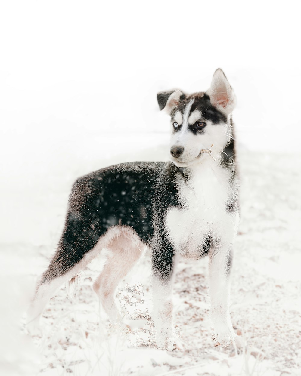 black and white siberian husky puppy on snow covered ground