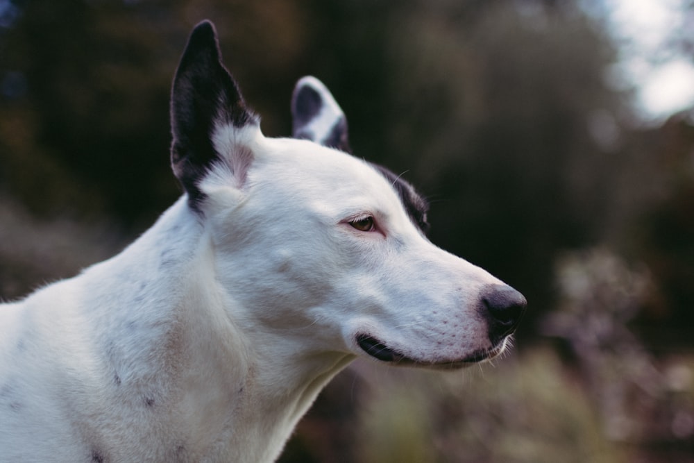 white and black short coated dog