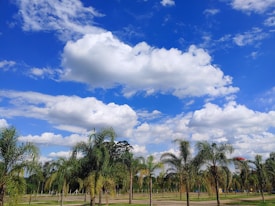 A bright, sunny day with a vivid blue sky dotted with fluffy white clouds. Below, a line of palm trees is visible, their green fronds gently swaying in an open park area.