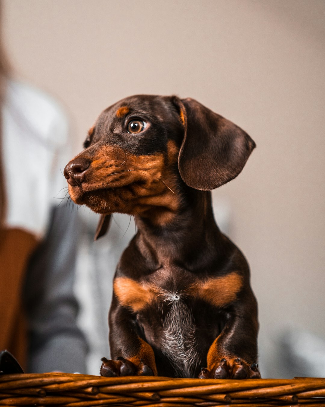 black and brown dachshund puppy