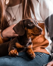black and brown dachshund on orange textile