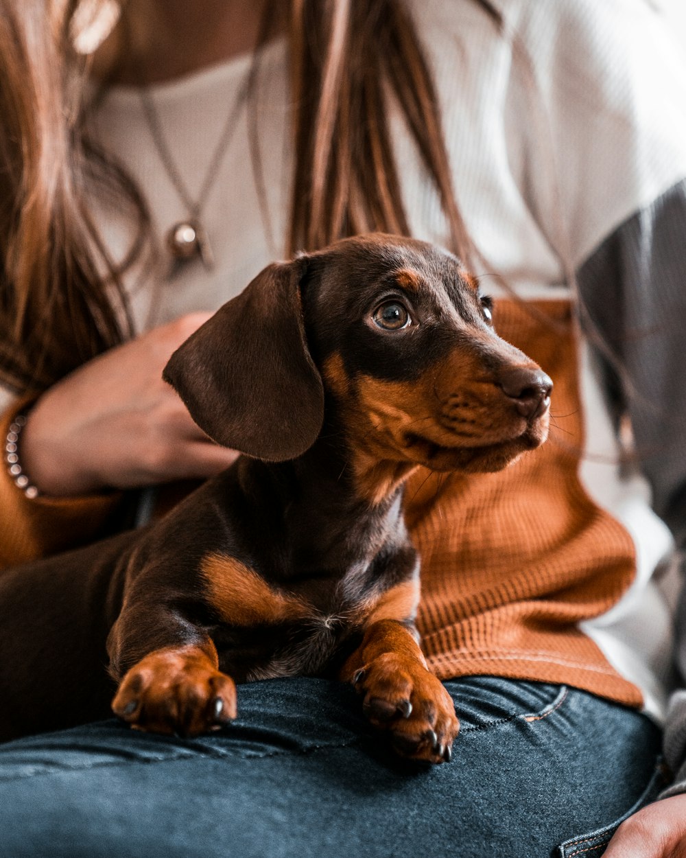 black and brown dachshund on orange textile