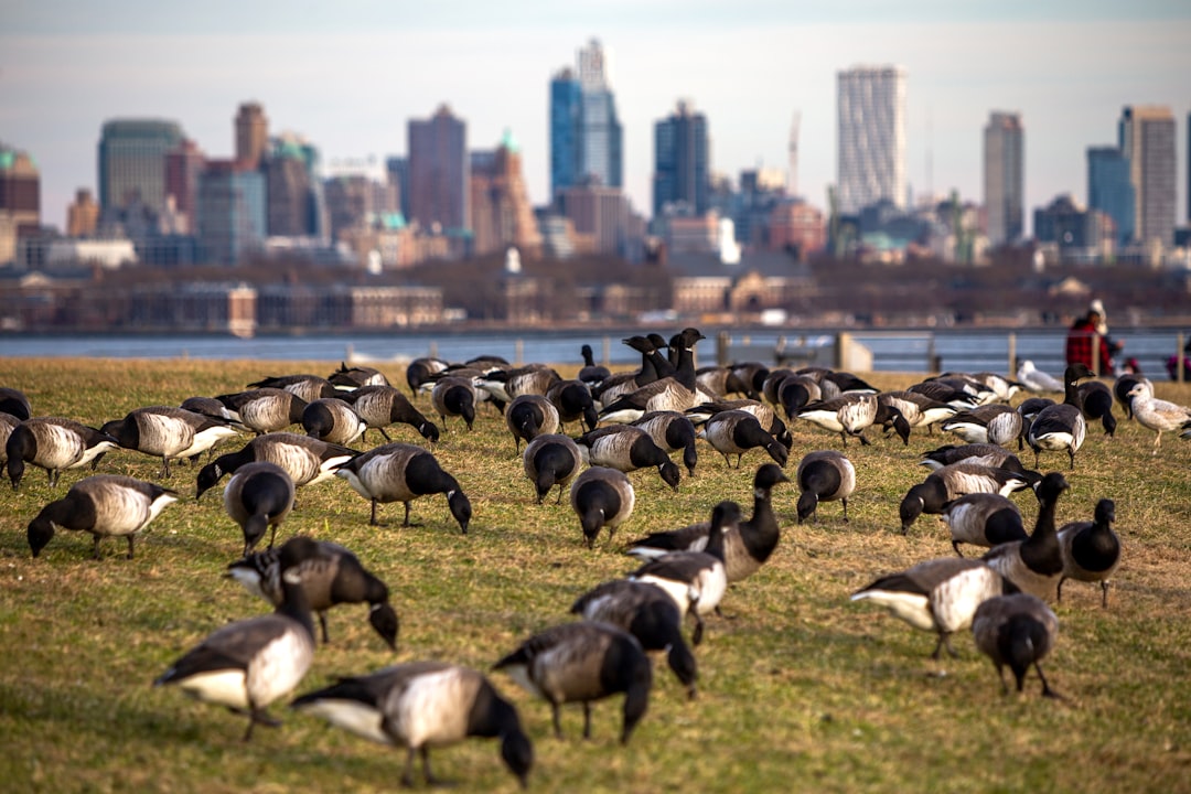 flock of black and white birds on green grass field during daytime