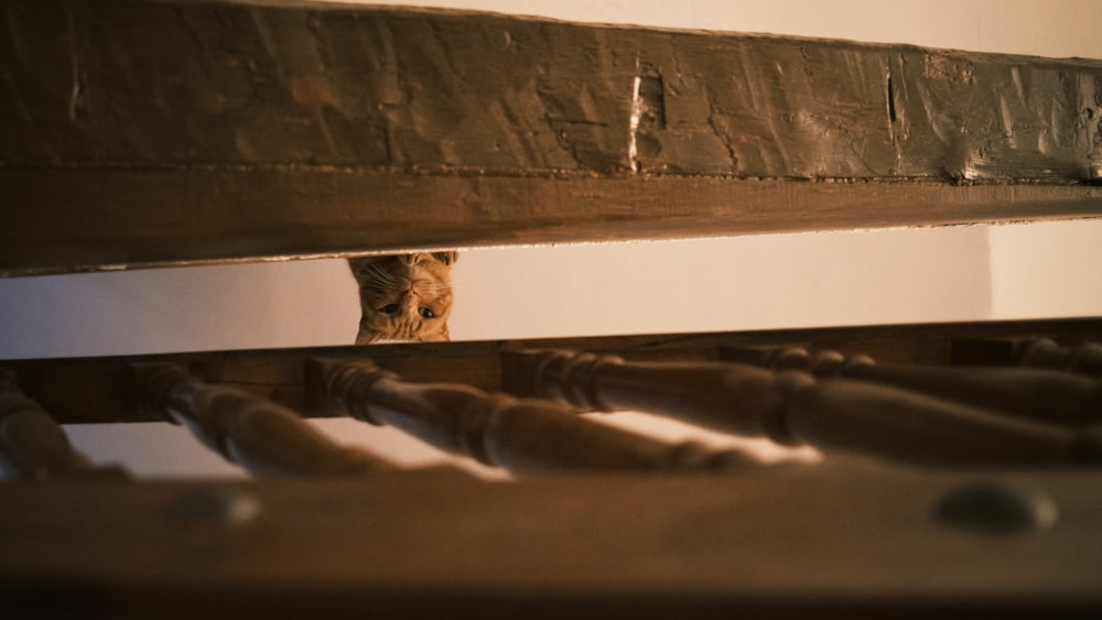 brown tabby cat on brown wooden staircase