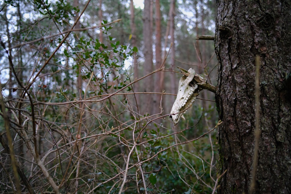 brown and white bird on brown tree branch during daytime