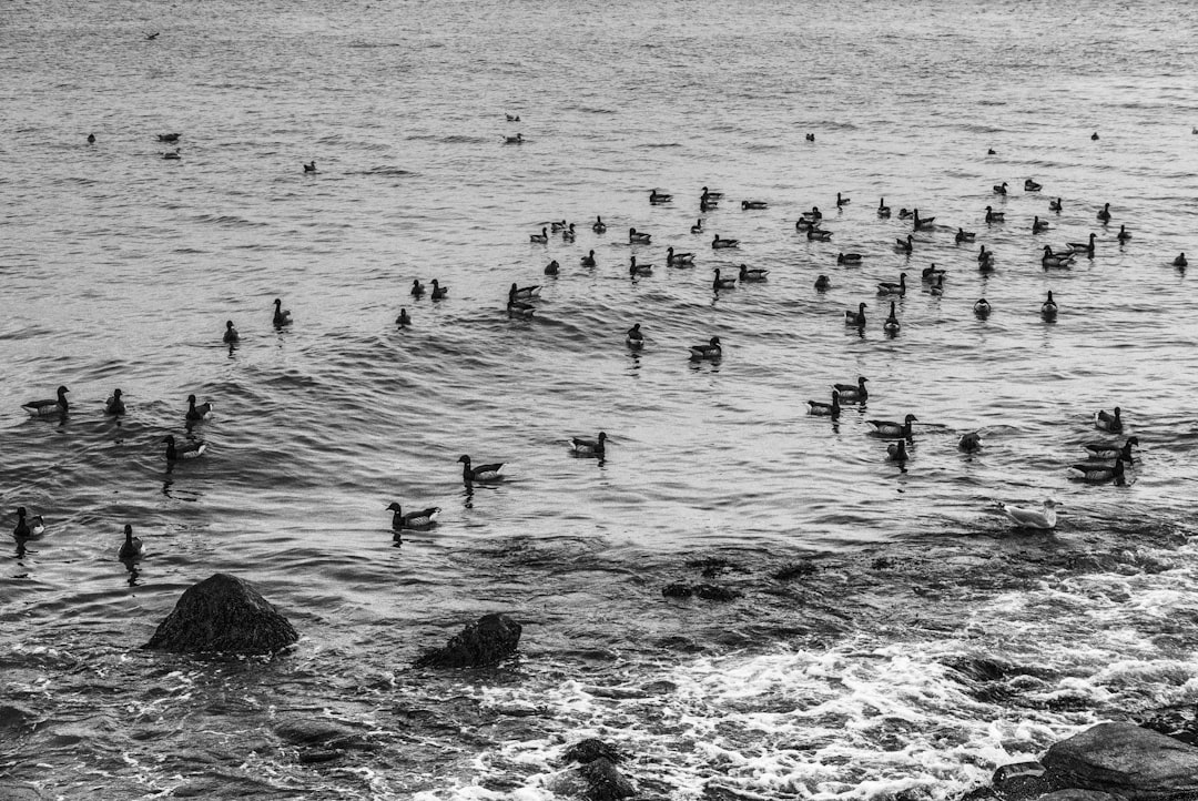 flock of birds on water