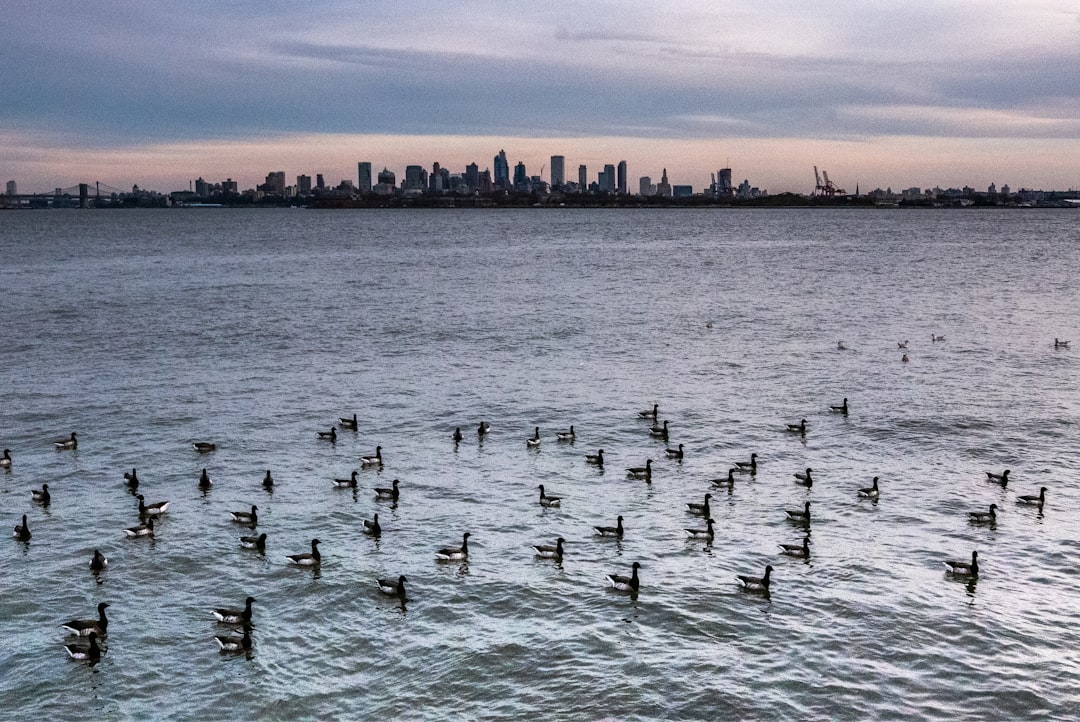 flock of swans on water during daytime