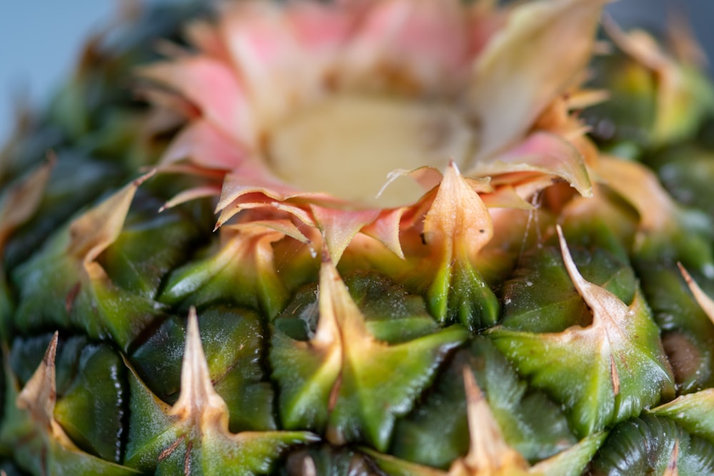 green and pink pineapple fruit