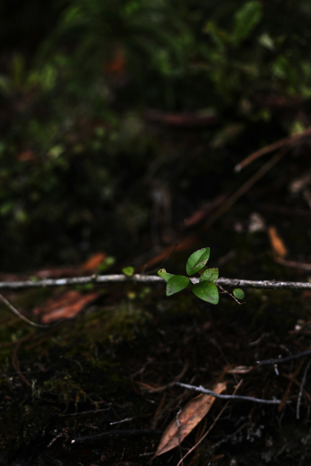 green plant on brown soil