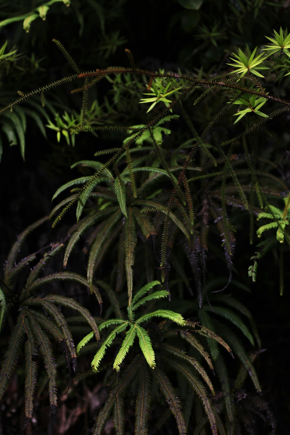 Planta de helecho verde durante el día