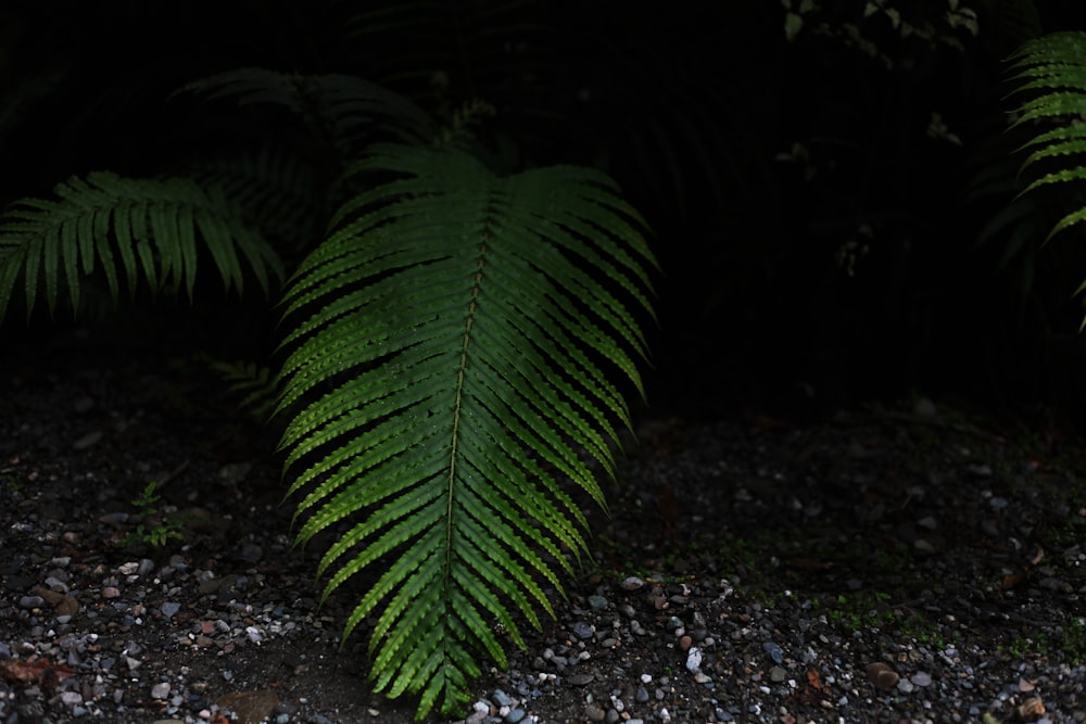 green leaf plant on ground