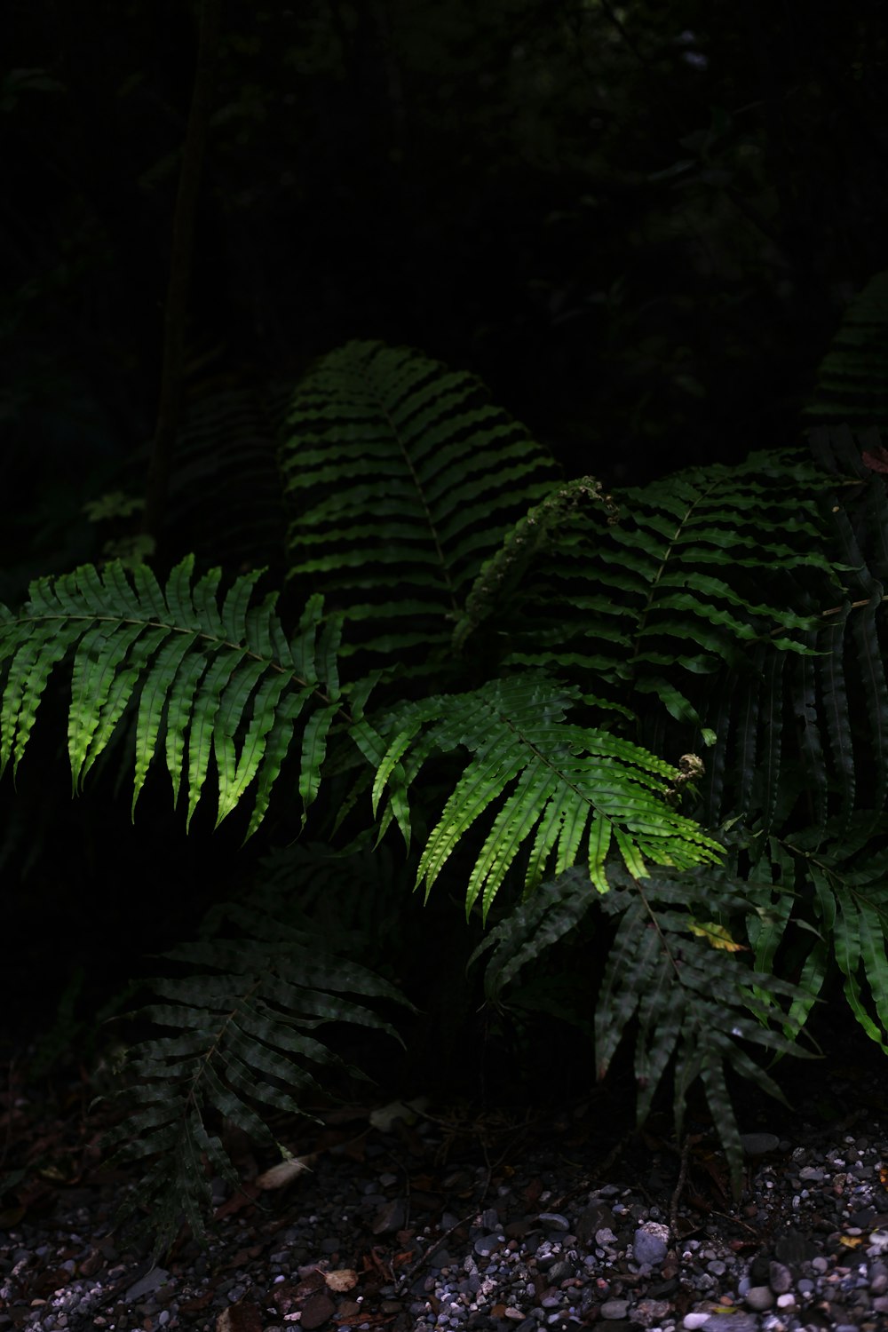 Planta de helecho verde en fotografía de primer plano