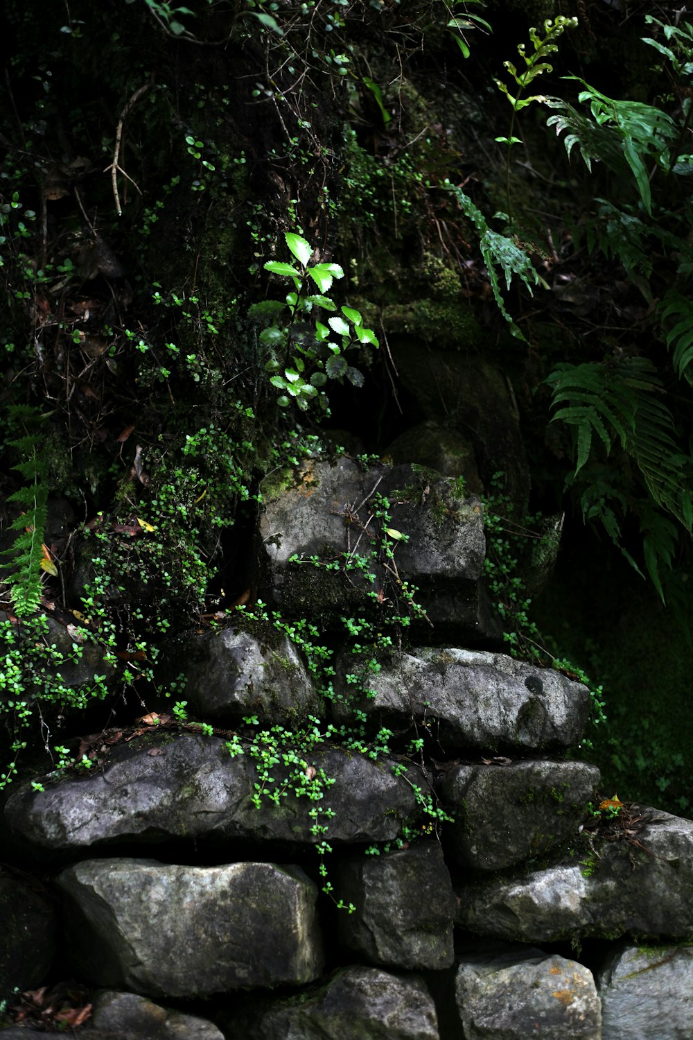 green moss on gray rocks