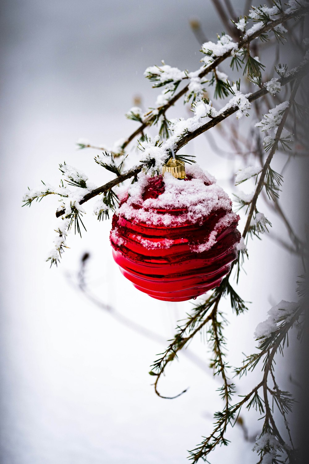 fruits ronds rouges et bruns sur branche d’arbre brune