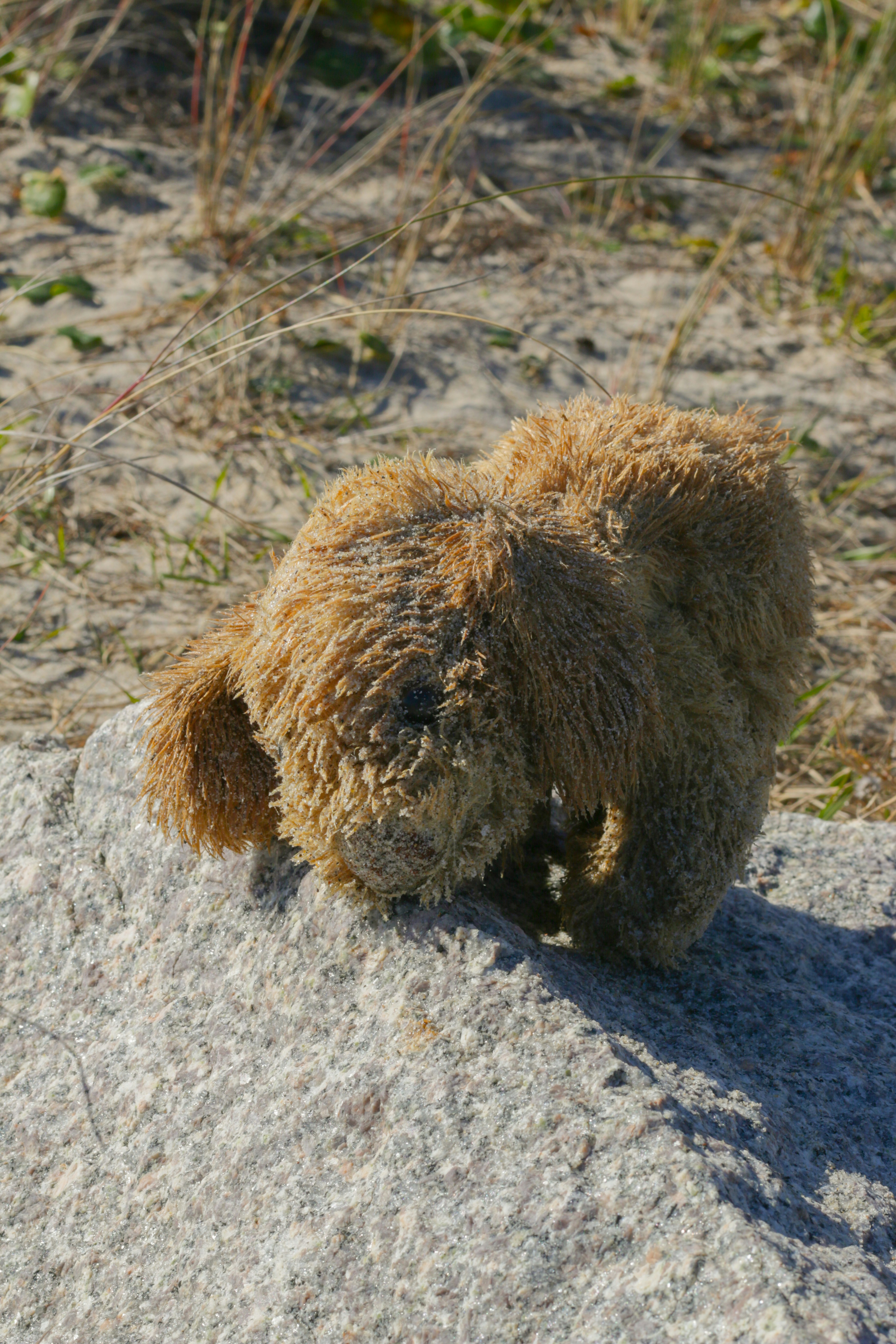 brown and black bear plush toy on gray rock