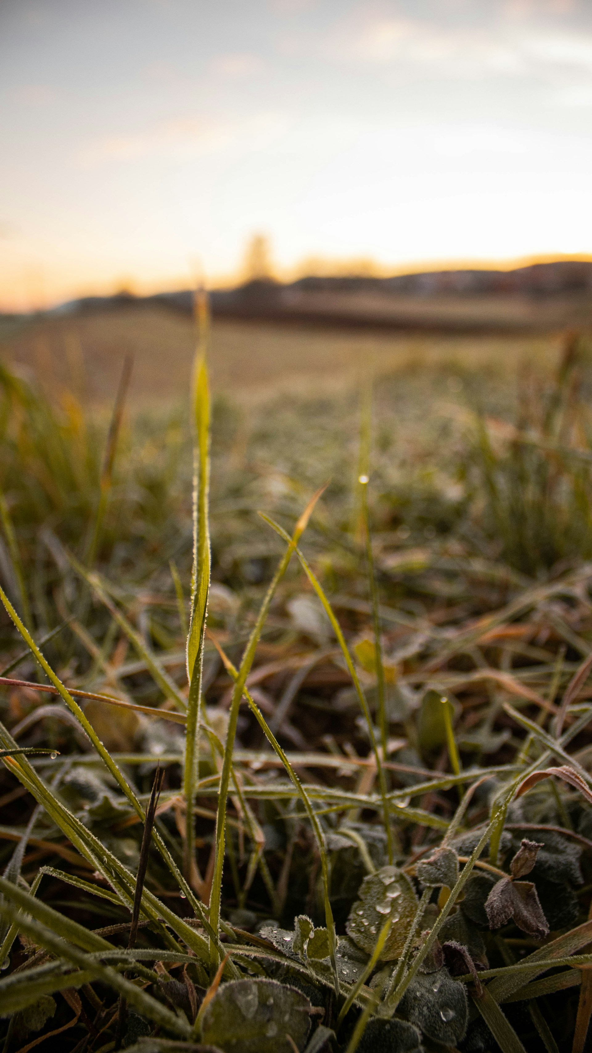 green grass in tilt shift lens