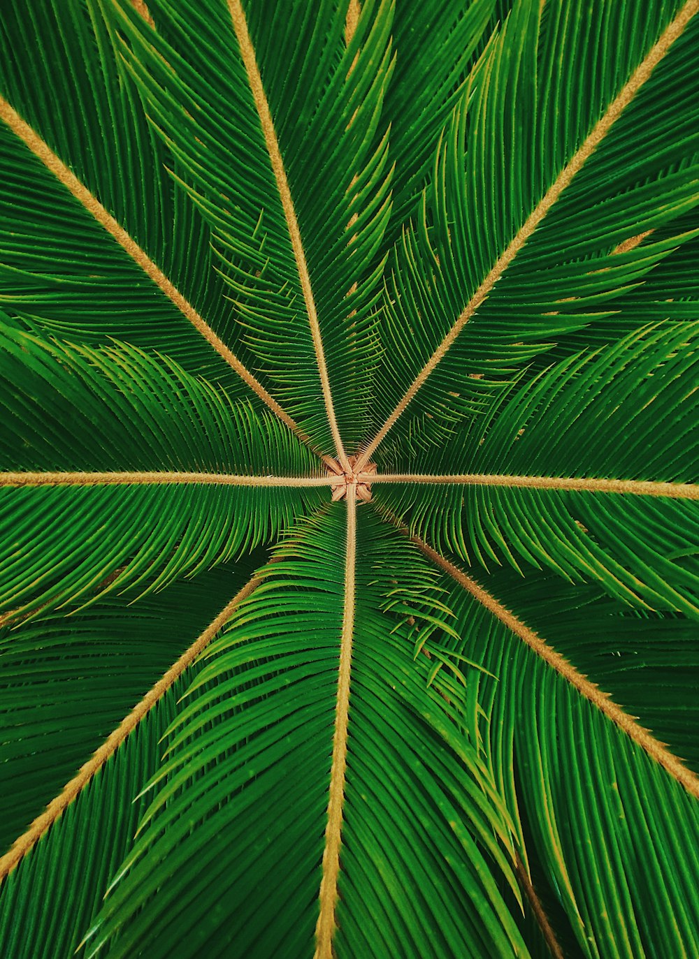 Palmera verde durante el día